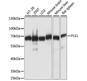 Western Blot - Anti-PLS1 Antibody (A90953) - Antibodies.com