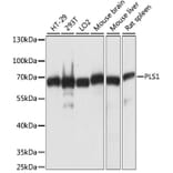 Western Blot - Anti-PLS1 Antibody (A90953) - Antibodies.com