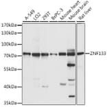 Western Blot - Anti-ZNF133 Antibody (A90960) - Antibodies.com