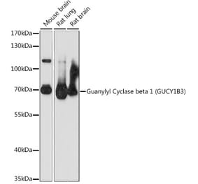 Western Blot - Anti-GUCY1B3 Antibody (A90963) - Antibodies.com