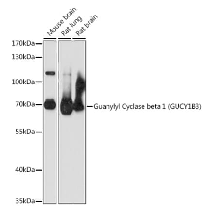 Western Blot - Anti-GUCY1B3 Antibody (A90963) - Antibodies.com