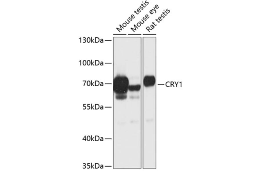 Western Blot - Anti-Cryptochrome I/CRY1 Antibody (A90964) - Antibodies.com