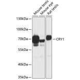 Western Blot - Anti-Cryptochrome I/CRY1 Antibody (A90964) - Antibodies.com