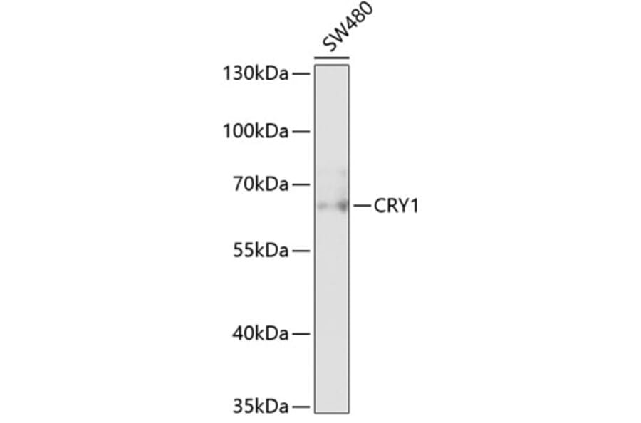 Western Blot - Anti-Cryptochrome I/CRY1 Antibody (A90964) - Antibodies.com