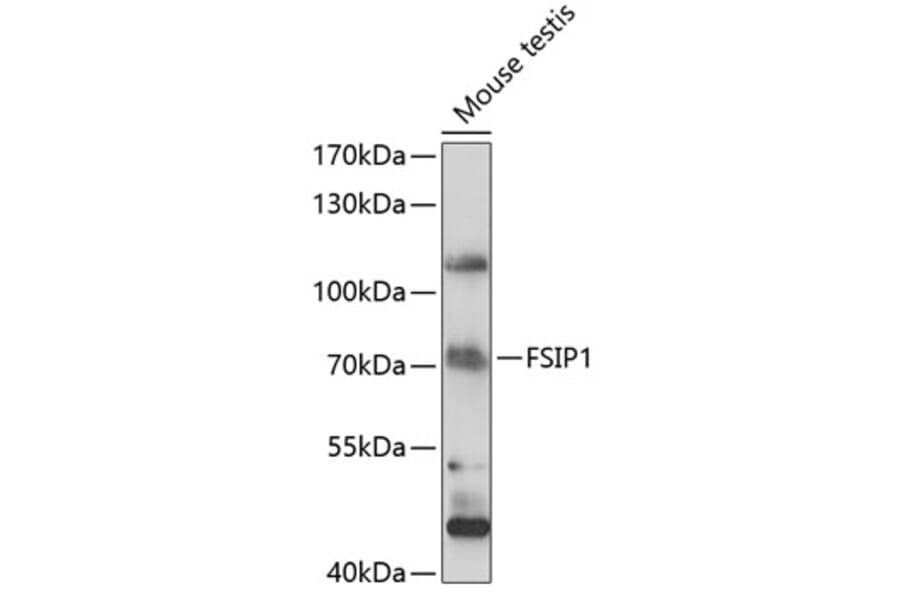 Western Blot - Anti-FSIP1 Antibody (A90965) - Antibodies.com