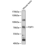 Western Blot - Anti-FSIP1 Antibody (A90965) - Antibodies.com