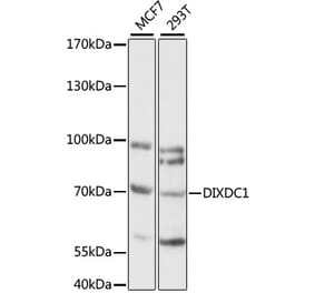 Western Blot - Anti-DIXDC1 Antibody (A90968) - Antibodies.com