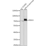 Western Blot - Anti-RIOK3 Antibody (A90970) - Antibodies.com