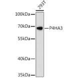 Western Blot - Anti-P4HA3 Antibody (A90971) - Antibodies.com