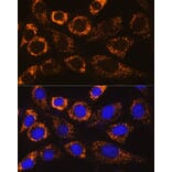 Immunofluorescence - Anti-P4HA3 Antibody (A90971) - Antibodies.com