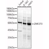 Western Blot - Anti-ZNF273 Antibody (A90972) - Antibodies.com