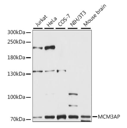 Western Blot - Anti-GANP Antibody (A90974) - Antibodies.com