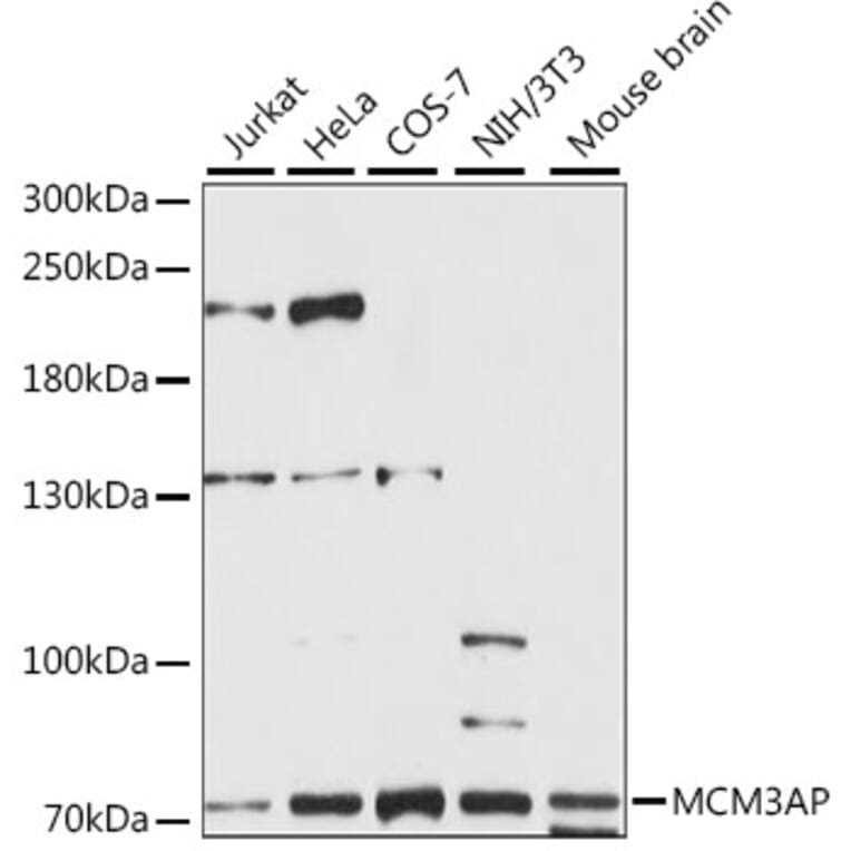 Western Blot - Anti-GANP Antibody (A90974) - Antibodies.com