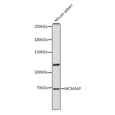 Western Blot - Anti-GANP Antibody (A90975) - Antibodies.com