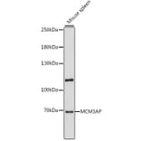 Western Blot - Anti-GANP Antibody (A90975) - Antibodies.com