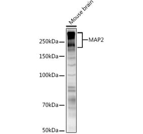 Western Blot - Anti-MAP2 Antibody (A90976) - Antibodies.com