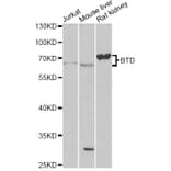Western Blot - Anti-BTD Antibody (A13955) - Antibodies.com