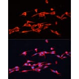 Immunofluorescence - Anti-GPC3 Antibody (A12384) - Antibodies.com