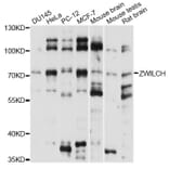 Western Blot - Anti-ZWILCH Antibody (A14627) - Antibodies.com