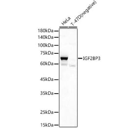 Western Blot - Anti-IMP3 Antibody (A90982) - Antibodies.com