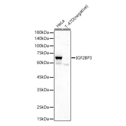 Western Blot - Anti-IMP3 Antibody (A90982) - Antibodies.com