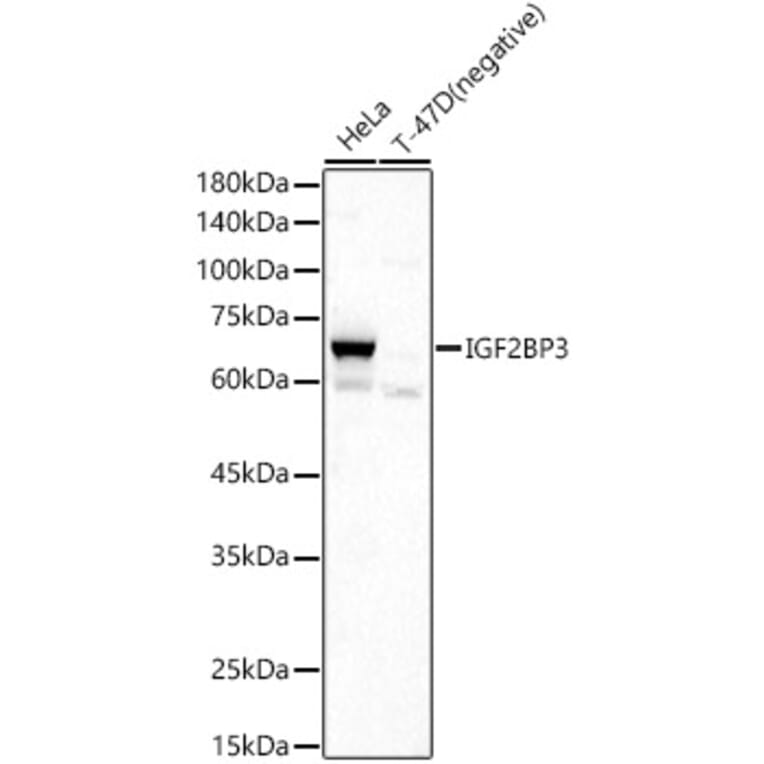 Western Blot - Anti-IMP3 Antibody (A90982) - Antibodies.com