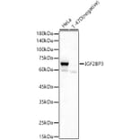 Western Blot - Anti-IMP3 Antibody (A90982) - Antibodies.com