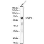 Western Blot - Anti-IMP3 Antibody (A90982) - Antibodies.com