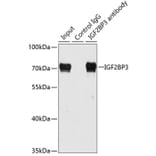 Western Blot - Anti-IMP3 Antibody (A90982) - Antibodies.com