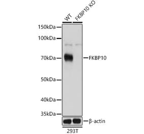 Western Blot - Anti-FKBP10 Antibody (A90983) - Antibodies.com