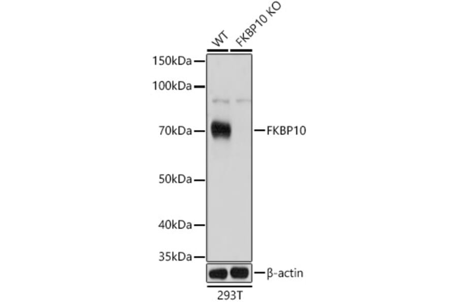 Western Blot - Anti-FKBP10 Antibody (A90983) - Antibodies.com