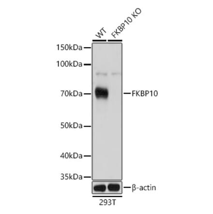 Western Blot - Anti-FKBP10 Antibody (A90983) - Antibodies.com