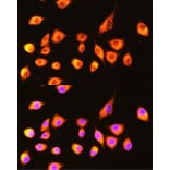Immunofluorescence - Anti-GBP2 Antibody (A90991) - Antibodies.com
