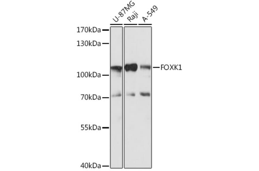 Western Blot - Anti-FOXK1/MNF Antibody (A90992) - Antibodies.com