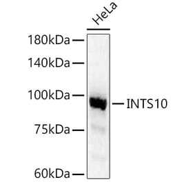 Western Blot - Anti-INTS10 Antibody (A90993) - Antibodies.com
