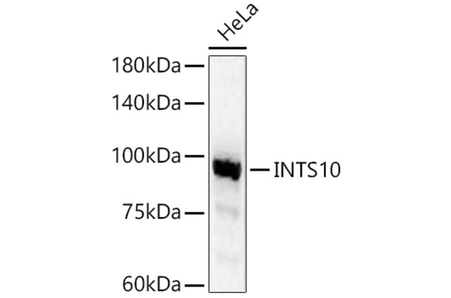 Western Blot - Anti-INTS10 Antibody (A90993) - Antibodies.com