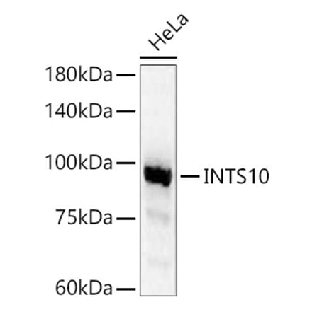 Western Blot - Anti-INTS10 Antibody (A90993) - Antibodies.com