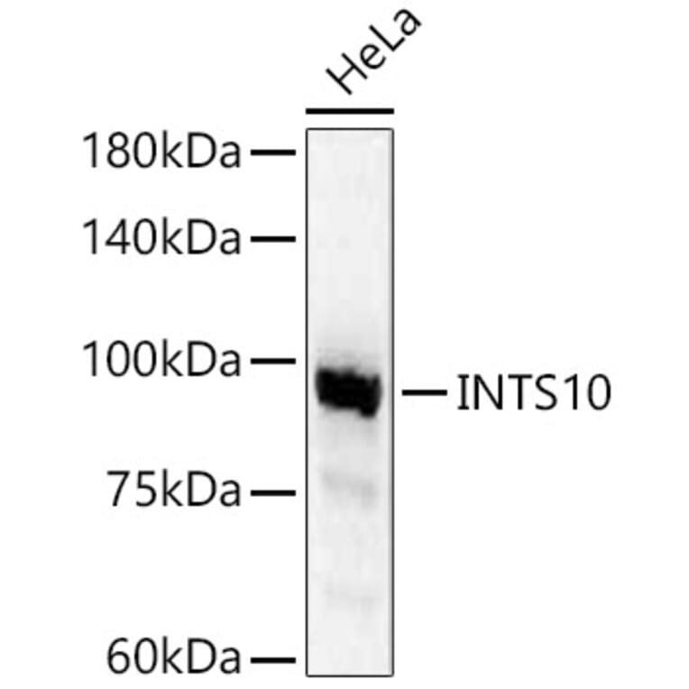Western Blot - Anti-INTS10 Antibody (A90993) - Antibodies.com