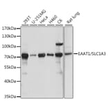 Western Blot - Anti-EAAT1 Antibody (A90994) - Antibodies.com