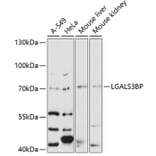 Western Blot - Anti-LGALS3BP Antibody (A12005) - Antibodies.com
