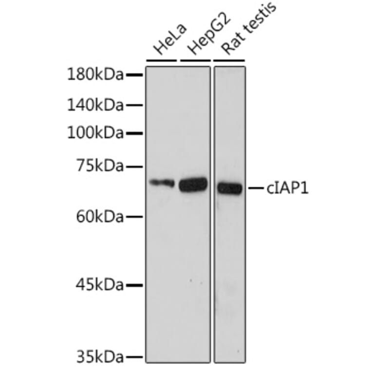 Western Blot - Anti-cIAP1 Antibody (A91001) - Antibodies.com