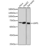Western Blot - Anti-cIAP1 Antibody (A91001) - Antibodies.com