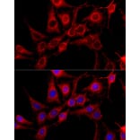 Immunofluorescence - Anti-cIAP1 Antibody (A91001) - Antibodies.com
