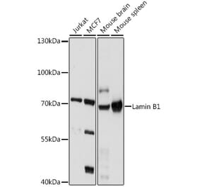 Western Blot - Anti-Lamin B1 Antibody (A91002) - Antibodies.com