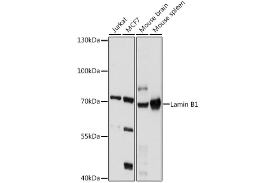 Western Blot - Anti-Lamin B1 Antibody (A91002) - Antibodies.com