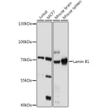 Western Blot - Anti-Lamin B1 Antibody (A91002) - Antibodies.com