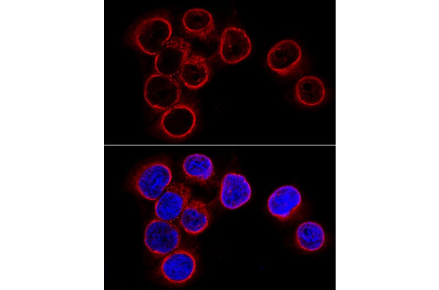 Immunofluorescence - Anti-Lamin B1 Antibody (A91002) - Antibodies.com