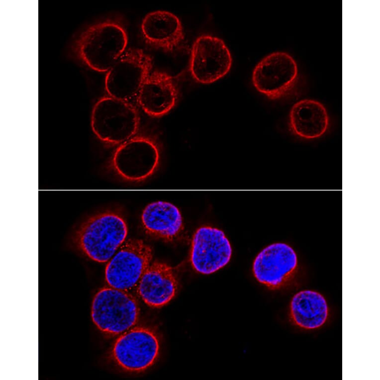 Immunofluorescence - Anti-Lamin B1 Antibody (A91002) - Antibodies.com