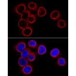 Immunofluorescence - Anti-Lamin B1 Antibody (A91002) - Antibodies.com