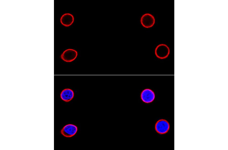 Immunofluorescence - Anti-Lamin B1 Antibody (A91002) - Antibodies.com